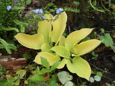 2020-05-25 Hosta 'Goldkröte'.jpg
