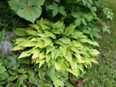 2020-05-25 Hosta 'Laterna Magica'.jpg