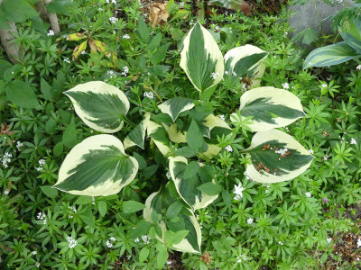 2020-05-25 Hosta 'Patriot'.jpg