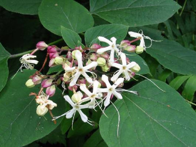 Clerodendron-trichotomum-kl.jpg