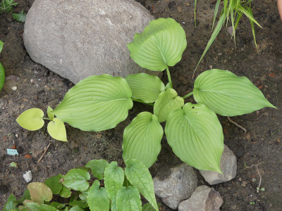 2020-05-25 Hosta Sämlinge 1.jpg