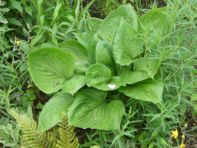 2020-05-25 Hosta Sämlinge 2.jpg