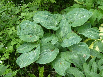 2020-05-25 Hosta 'Spilt Milk'.jpg