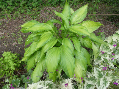 2020-05-25 Hosta 'Spritzer'.jpg
