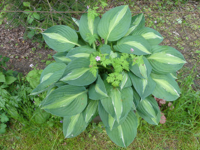 2020-05-25 Hosta 'Striptease'.jpg
