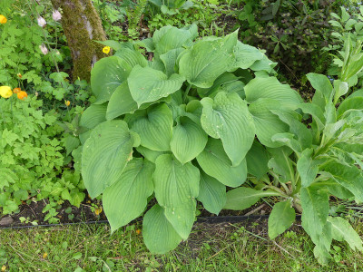 2020-05-25 Hosta 'Woge'.jpg