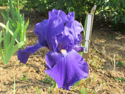 TB Bleu de Gien.JPG