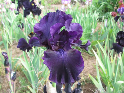 TB Draculas Shadow.JPG