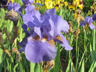 TB Tyrolean Blue.JPG