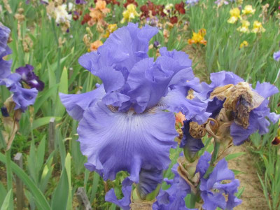 TB Yaquina Blue.JPG