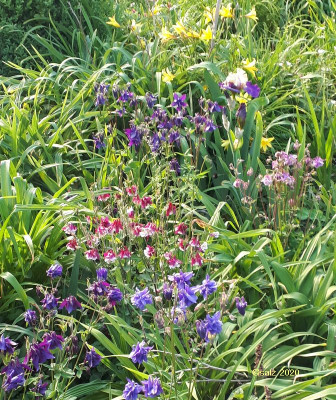 Vor bzw zwischen den Taglilien 2020.jpg