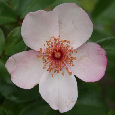 Alpinrose.jpg