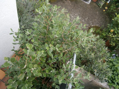 Blüten 006.JPG
