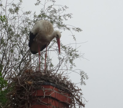 storch04.jpg
