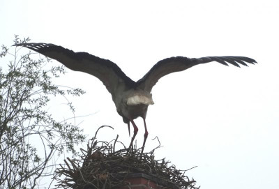 storch05.jpg
