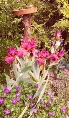 iris rot 2020.jpg