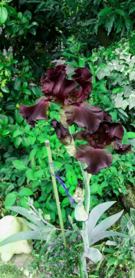 zw iris 2020.jpg