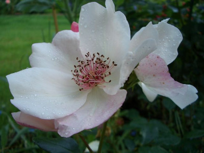 k-CIMG2717sw.pretty.JPG
