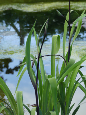 2020-05-24  Iris louisiana 'Dark Aura' 1.jpg