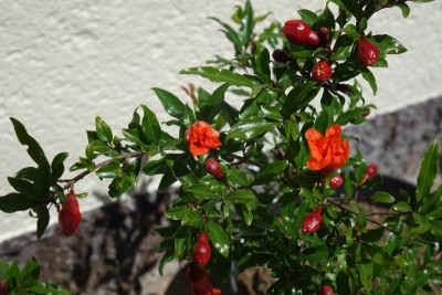 DSC04306.JPG