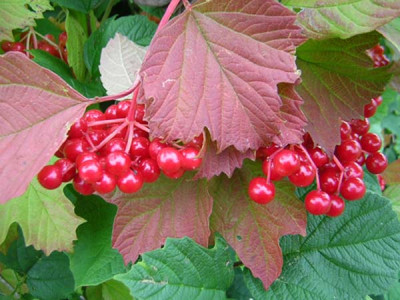 77Viburnum_orientale.jpg