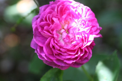 reine_des_violettes_beim_ilex__IMG_4696.jpg