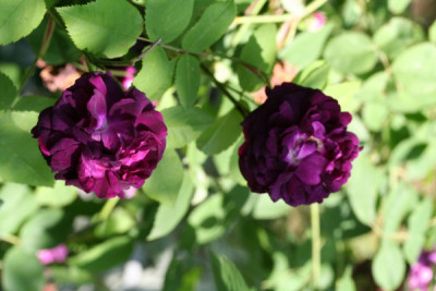 reine_des_violettes_doris__IMG_5314.jpg