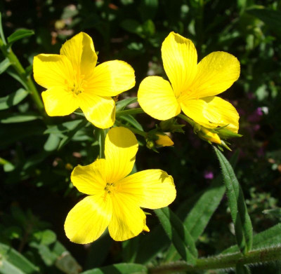 Linum dolomiticum20.jpg