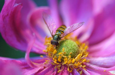 Anemone_Insekt_3_13-08-2007.jpg