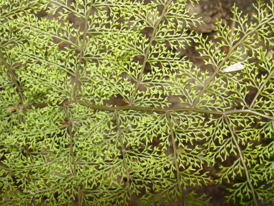 DSC00026.jpeg