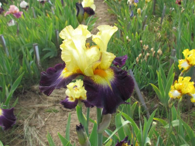 TB Tel Arlequin 2.JPG
