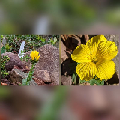 CollageMaker_20200526_202207843.jpg
