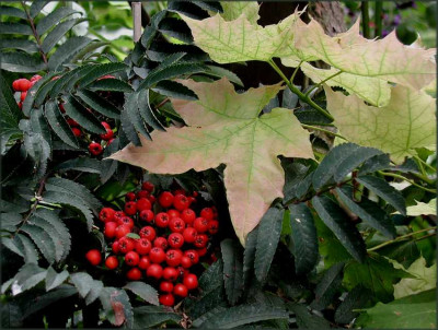 Sorbus_Ahorn.JPG