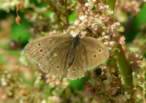 Keine_Ahnung_Schmetterling.jpg