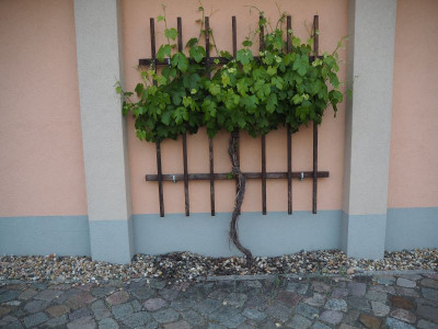 Schlosshof 1 26.5.20 ue.JPG