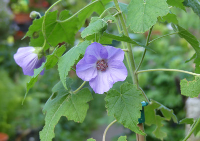 2020-05-26 Abutilon suntense.jpg