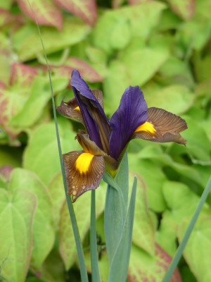 2020-05-26 Iris 1.jpg
