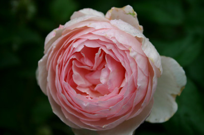 Rose_Heritage0207.jpg