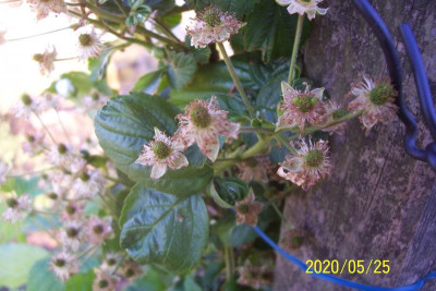 100_8314 Polarberry nix Frucht.jpg