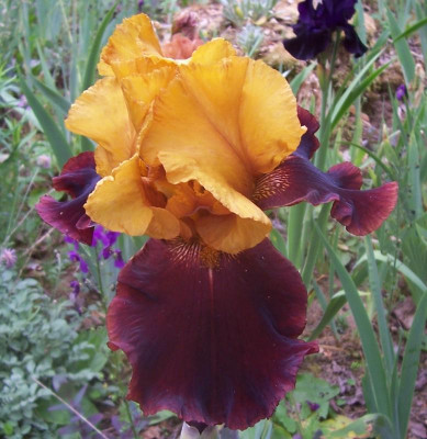 100_8298 Supreme Sultan.jpg