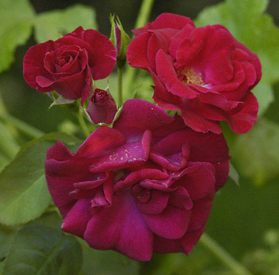 Omas_rote_Strauchrosen_kl.jpg