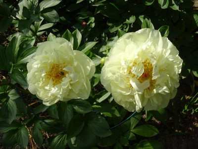 LEMON CHIFFON.JPG