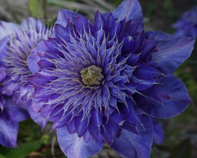 clematis01.jpg