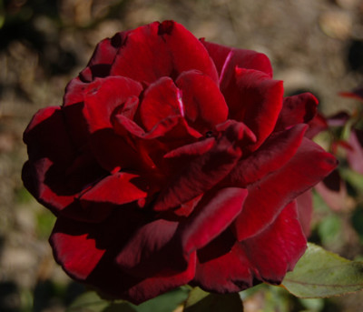 Dorothea_Furrer_13928_95.jpg