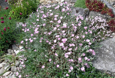 Convolvulus suendermannii 26.05.20.JPG
