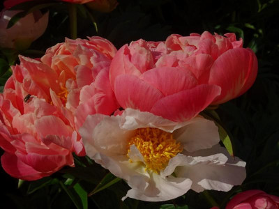 CORAL CHARMvsKRINKLED WHITE.JPG