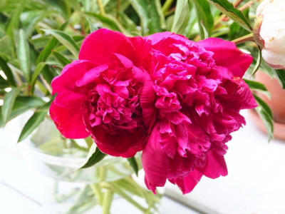 die mit dem kräftigsten Pink aus dem Strauß P5270297.JPG