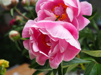 die anmutigste Päonie aus dem Strauß P5270300.JPG