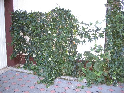 wohnung_Igelchen.JPG