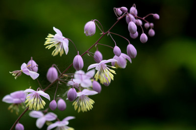 St_Thalictrum0807.jpg